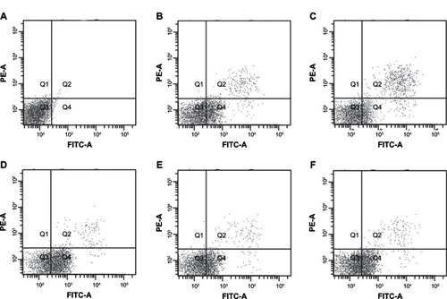 Figure 2 The apoptosis rates for the A973 cells after different treatment regimens (Q1–Q4 represent different quadrants, with Q4 showing the apoptotic cells). (A) Control groups; (B) Radiation-only groups; (C) Erlotinib-only groups; (D) Irradiation after erlotinib administration groups; (E) Simultaneous irradiation and erlotinib administration groups; and (F) Irradiation before erlotinib administration groups.