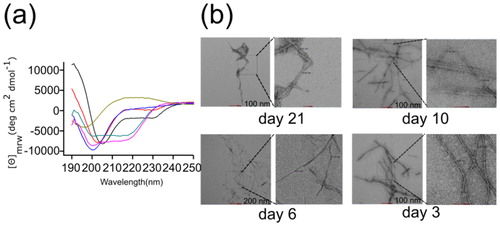 Figure 5. Secondary structural dynamics and morphological features. (a) Far-UV CD spectra of lysozyme at various day intervals. The spectra were measured using a Chirascan CD spectrometer at 25 °C. The concentration of lysozyme was 10 μM and the cell path lengths were of 1 mm were used for far-UV (from 190 to 250 nm) data acquisition. Three scans were averaged to obtain each spectrum and final spectra of lysozyme was obtained by subtracting it from buffer spectra. (b) The TEM images of lysozyme amyloid fibrils. Electron micrograph showing the morphological features of a negatively stained preparation of 10 μM lysozyme incubated at 65 °C for various days. Amyloid fibrils of lysozyme have linear and unbranched structural morphology.