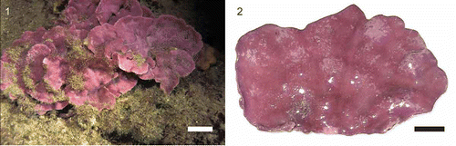 Figs 1, 2. Specimens of Lithophyllum cabiochae attached to the substratum in the coralligenous community (Fig. 1, photo David Luquet) and isolated for culture in the laboratory (Fig. 2, photo Sophie Martin). Scale bars = 3 cm (Fig. 1) and 1 cm (Fig. 2).