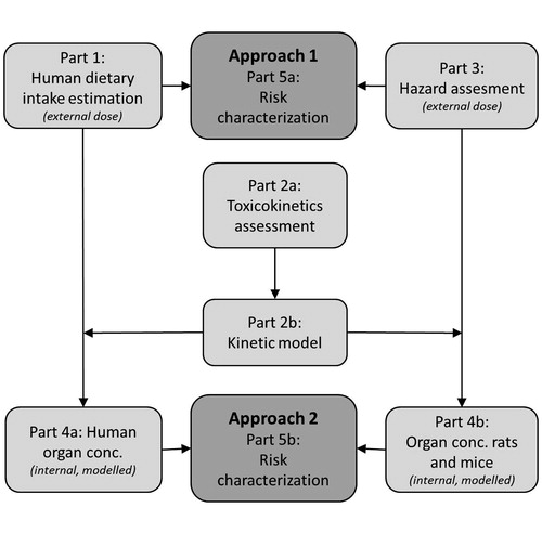 Figure 1. Scheme of the risk assessment process. In approach 1, the external human dietary intake (Part 1, described by Rompelberg et al., Citation2016) and the lowest NOAEL from toxicity studies (Part 3) are compared for the risk characterization (Part 5a). For approach 2, the external intake estimation and the NOAEL are extrapolated to internal doses (Parts 4a and 4b) using the toxicokinetic assessment and a kinetic model as illustrated in Parts 2a and 2b, resulting in a risk characterization based on internal concentrations (Part 5b).