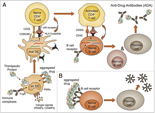 Figure 3 T cell-dependent and -independent induction of anti-drug antibody formation. In most cases, formation of anti-drug antibodies is T cell-dependent (A). T cell activation requires preceding activation of professional APCs such as DCs. Immature DCs (im DC) scan their direct environment constantly for danger signals, while they ingest the surrounding matrix by fluid phase or receptor mediated endocytosis. Ligation of pattern recognition receptors (PRRs) by danger-associated molecular patterns (DAMPs) such as exposed hydrophobic structures of aggregated proteins or pathogen-associated molecular patterns (PAMPs) such as LPS and ligation of Fcγ receptors (FcγR) induce immature DCs to mature and migrate to draining lymph nodes. Drugs that were taken up by the immature DCs will then get processed to small peptides. If these peptides have the appropriate primary structure, they form a complex with HLA class II molecules (HLA II:peptide). In the lymph node, the mature DCs (mat DC) will present the HLA II:peptide complexes to T cells, while also providing the additional signals required to prime naïve CD4+ T cells (co-stimulatory molecules such as C80 and CD86, as well as cytokines such as IL-10 and IL-4). Naïve B cells expressing a B cell receptor that recognize the drug will specifically endocytose the drug and process it to the same peptides, which are generated by the DCs. This allows the activated drug specific CD4+ T cells to induce drug specific B cells to proliferate and differentiate into memory B cells and plasma cells. The same cellular activation steps are required to react to neo antigens derived from non-human or modified protein and to break down tolerance to drugs with fully human protein sequences. In contrast, aggregated drug may induce B cell activation directly by cross-linking of the drug or drug aggregate specific B cell receptor on the surface of B cells (B). However, in this case typically no isotype switching or memory formation is observed. As aggregated drug can also induce the T cell-dependent B cell activation by affecting the DC activation, the two pathways may also be synergistic in some cases. The presence of DAMPs and PAMPs in drug substance or drug product can be investigated in vitro by using monocyte-derived DCs. In silico immunogenicity prediction tools focus on the capability of a defined protein sequence to bind to HLA class II molecules. A more reliable approach to identify drug-derived peptides which are presented on APCs is to sequence the peptides which were eluted from HLA class II molecules expressed by monocyte-derived DCs after challenge with the protein drug. Furthermore, in vitro T cell activation assays allow investigation of the whole process from antigen uptake, through antigen processing, to the capability of the generated peptides to activate naïve T cells. As there is currently no in vitro tool available to investigate T cell-dependent or -independent B cell activation, the whole process can only be investigated by using transgenic or double transgenic mouse models, with the drawback that the immune system of mice and humans appears to be quite different.