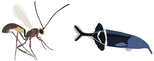 Figure 7. Work-in-progress images of parasitic wasp and weakly electric fish.
