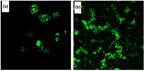 Figure 8. Confocal microscope images of (a) azine and (b) polyazine.