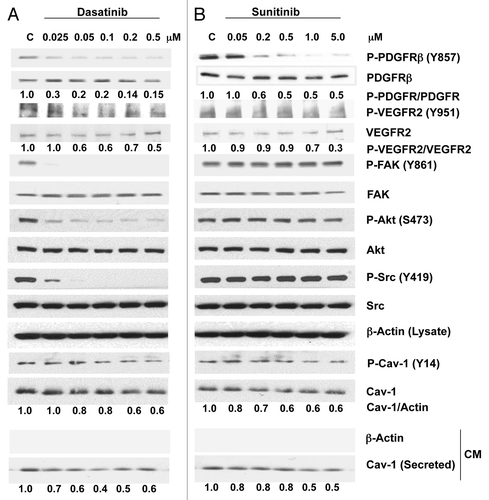 Figure 1. Effects of dasatinib and sunitinib on Cav-1 expression and secretion and on TK signaling in PC-3 cells. Dasatinib (A) and sunitinib (B) treatment of PC-3 cells resulted in a dose-dependent decrease in phosphorylation of PDGFRβ, VEGFR2, Akt and Cav-1. Dasatinib but not sunitinib also reduced the phosphorylation of FAK and Src. Both dasatinib and sunitinib dose-dependently reduced the expression and secretion of Cav-1.