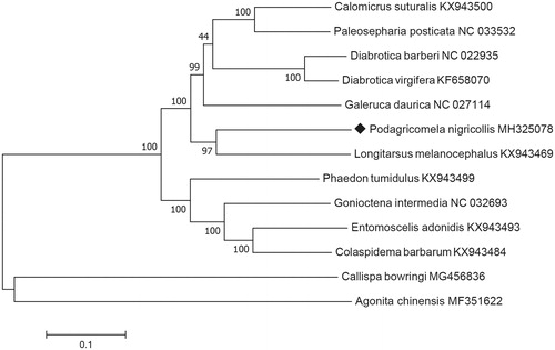 Figure 1. Maximum-likelihood tree based on the concatenated nucleotide sequences of 13 mitochondrial PCGs indicating evolutionary relationships between Podagricomela nigricollis and 12 other leaf beetles.