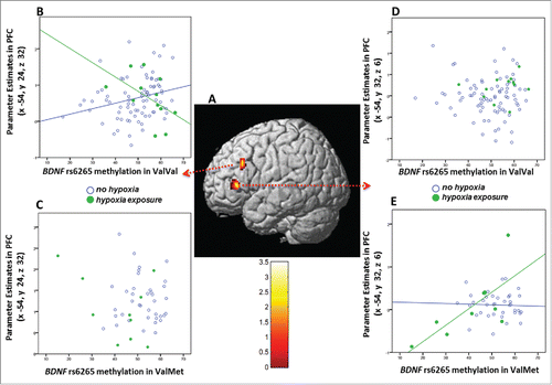Figure 4. Interaction between BDNF rs6265 genotype, methylation in PBMCs, early life exposure to hypoxia (hOCs), and prefrontal activity during working memory (WM) in healthy subjects. a: 3D rendering of the interaction between rs6265 genotype, methylation and hOCs on BOLD fMRI response in prefrontal cortex of ValVal (N = 93) and ValMet (N = 48) subjects. Color bar represents F-values. b-c: Scatterplots of the interaction in BA 46 (x = −54, y = 24, z = 32) showing that increased methylation is associated with attenuated prefrontal activity in ValVal subjects exposed to hypoxia (B), while no significant relationship emerged in ValMet subjects (C). d-e: Scatterplots of the interaction in BA 46 (x = −54, y = 32, z = 6) showing that methylation is positively associated with prefrontal activity in ValMet subjects exposed to hypoxia (E), while no significant relationship emerged in ValVal subjects (D). See text for statistics.
