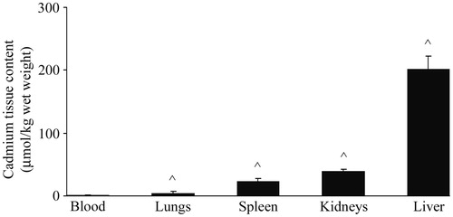 Figure 1. Cadmium content in blood, lungs, spleen, kidneys, and liver of rats. Values represent tissue Cd content 48 h after single IP treatment. Data presented as mean (±SD) from at least two independent experiments (n = 4–6 rats/group in each experiment). ^ Significantly differs versus blood value (p < 0.05).