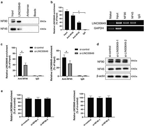 Figure 3. LINC00649 interacts with NF90 and NF45 in the MDA-MB-231 cells. The interaction between LINC00649 and NF90, LINC00649 and NF45 by RNA pull-down (a) and RIP experiments (b) in the MDA-MB-231 cells. MDA-MB-231 cells were grouped into si-control group and si-LINC00649 group. *P < 0.05 vs. IgG. (c) RIP assay was performed to detect the interaction between LINC00649 and NF90, LINC00649 and NF45 by qRT-PCR. *P < 0.05 vs. si-control. (d) Western blot was used to detect the protein levels of NF90 and NF45. MDA-MB-231 cells were transfected with si-NF90-1, si-NF90-2, si-NF45-1, si-NF45-2. (e) QRT-PCR was used to detected LINC00649 level.