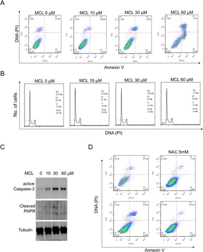 Figure 4 MCL is more effective for apoptosis in liver cancer cells than the cell cycle. (A) Huh7 cells treated with the indicated doses of MCL were analyzed for apoptosis using FACS with Annexin V assay. (B) Huh7 cells treated with the indicated doses of MCL were analyzed for cell cycle using FACS with PI staining. (C) Huh7 cells treated with the indicated doses of MCL were analyzed for the level of apoptosis markers such as caspase and PARP using Western blotting with anti-active caspase 3 and anti-PARP, respectively. Tubulin was used as an internal control. (D) The impact of ROS on the MCL-triggered apoptosis in liver cancer cells was evaluated by Annexin V assay using a ROS scavenger, NAC. NAC was pre-treated to Huh7 cells before MCL treatedment.