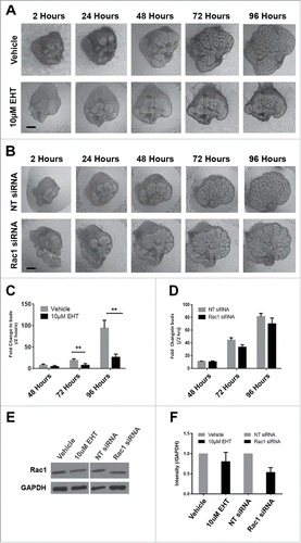 FIGURE 1. Decreased Branching Morphogenesis of the Mouse Submandibular Salivary Gland with Pharmacological Inactivation of Rac GTPase activity or siRNA Knockdown of Rac1. Representative brightfield images of E13 SMG organ explants cultured for 96 hours (A) with vehicle control or 10 µM EHT, (B) non-targeting (NT) siRNA or Rac-1 siRNA indicate Rac1 expression and activity are both required for proper branching morphogenesis of the developing SMG. Scale bars, 100 µm. (C) Morphometric analysis of control and 10 µM EHT-treated E13 SMGs show a statistically significant decrease in the number of buds in EHT-treated glands (**p ≤ 0 .01) and (D) morphometric analysis of Rac1 siRNA-treated glands show a decreasing trend in bud number relative to NT siRNA-treated glands. (E) Representative western blots and (F) quantification of Rac1 levels in glands treated with 10 µM EHT or Rac1 siRNA, normalized to GAPDH, and compared to controls shows a decrease after siRNA treatment (46% reduction) but not with EHT treatment, as expected (n ≥ 3 experiments) (n.s.). (G and H) Immunocytochemistry (ICC) for Rac1 (cyan) and ECAD (green), with DAPI (blue) staining for nuclei shows Rac1 localized primarily in the outer epithelial cells with no change in localization following 10 µM EHT treatment for 96 hours but a decrease in Rac1 levels within the ECAD+ epithelium after Rac1 siRNA treatment. Scale bars, 10 µm.