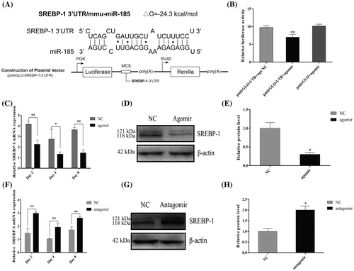 Fig. 4. MiR-185 directly targets the 3′ UTR of SREBP-1 to regulate 3T3-L1 cell differentiation.