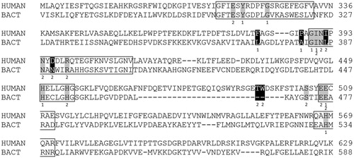 Figure 1. Multiple sequence alignment (MSA) of human (UniProt entry: Q9NY33) and B. thetaiotaomicron (UniProt: Q8A6N1) protein sequences. MSA was obtained using ClustalO (www.uniprot.org./align). A section of MSA comprising the constituents of the S1 and S2 subsite, marked with 1 and 2, below alignment is presented in the figure. Five evolutionary conserved regions of the M49 family are framed. Identical amino acid constitutents of S1 and S2 subsites are shadowed grey and those which differ are printed in white on black.