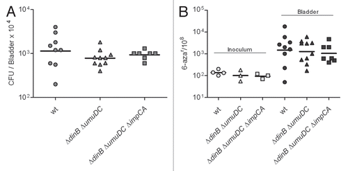 Figure 7 The ΔdinB mutant is not attenuated in the LPS hyporesponsive TLR4-host. (A) Infection rates (CFU/Bladder × 104) of UTI89 and its mutant derivatives. (B) mutation frequency per 108 cells measured for 6-azar marker. The mutation frequencies were statistically different (p < 0.05) between the inocula and the bacteria recovered from infected bladders for all comparisons.