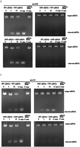 Figure 2. (Continued).