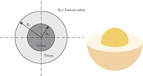 Figure 3. Schematic plot of tissue and tumour. Left, section; right, perspective.