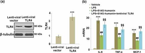 Figure 8. Overexpression of TLR4 abolished the protective effects of S14G-humanin against LPS- induced inflammatory response. Cells were transduced with lentiviral TLR4, followed by stimulation with LPS (1 μg/ml) with or without S14G-humanin (100 μM) for 6 hours. (a). Levels of TLR4; (b). mRNA of IL-6, TNF-α, and MCP-1 (***, P < 0.001 vs. vehicle group; ##, P < 0.01 vs. LPS group; $$, P < 0.01 vs. LPS+ S14G-humanin group)