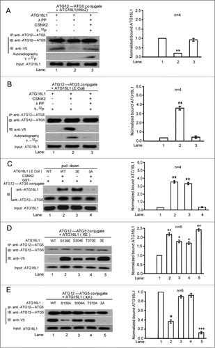Figure 3. Phosphorylation of ATG16L1 on Ser139 selectively enhanced its interaction with the ATG12-ATG5 conjugate. (A) Immunoprecipitation assay showing that dephosphorylation of ATG16L1-V5 purified from H9c2 cells by λPP diminished the ability to bind the ATG12-ATG5 protein complex, which was restored by rephosphorylation by CSNK2. ATG16L1 autoradiography is shown to demonstrate that CSNK2 phosphorylates purified ATG16L1. Bottom histogram shows summary of quantification from independent experiments. Corresponding lane numbers are indicated. (B) In vitro binding assay showing that ATG16L1 purified from E. coli, which lacks endogenous CSNK2, showed increased binding after CSNK2 phosphorylation, which was diminished by dephosphorylation by λPP treatment. Protein input and32P uptake into ATG16L1 are also shown. (C) Affinity isolation assay showing GST-ATG12-ATG5 fusion protein and E. coli-generated ATG16L1 with the indicated ATG16L1 treatment and mutation. CSNK2 phosphorylation and untreated ATG16L1 (3E) or (3A) mutant showed facilitated ATG12-ATG5 conjugate binding compared with untreated wild-type ATG12-ATG5. (D) Immunoprecipitation of FLAG-ATG12-ATG5 co-expressed with glutamate substitutions of CSNK2 phosphorylation sites of ATG16L1. Western blotting was performed with the indicated antibodies. (E) Immunoprecipitation of FLAG-ATG12-ATG5 protein complex co-expressed with alanine substitution of CSNK2 phosphorylation sites. Western blotting was performed with the indicated antibodies. Data are representative of 3 independent experiments and expressed as means ± SD. *, P < 0.05; **, P < 0.01; ***, P < 0.001.