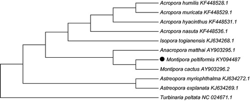 Figure 1. Molecular phylogeny of Montipora peltiformi and related species in Scleractinia based on complete mitogenome. The complete mitogenomes is downloaded from GenBank and the phylogenic tree is constructed by Maximum likelihood method with 500 bootstrap replicates. The gene’s accession number for tree construction is listed behind the species name.