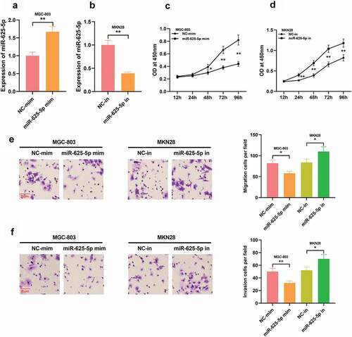 Figure 4. Effects of miR-625-5p on GC cell proliferation, migration and invasion. A-B. qRT-PCR was used to detect the expression of miR-625-5p after transfection of miR-625-5p mimics and inhibitors. C-D. The proliferation of cells transfected with miR-625-5p mimic and inhibitor was detected by CCK-8 method. E-F. Transwell assay was used to detect the migration and invasion of GC cells transfected with miR-625-5p mimic and inhibitor