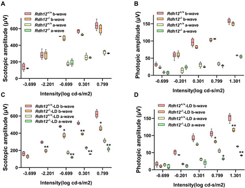 Figure 1 Visual dysfunction was induced by bright light in Rdh12−/− mice. (A) A-wave, b-wave amplitudes of scotopic ERG in Rdh12+/+ and Rdh12−/− mice. (B) A-wave, b-wave amplitudes of photopic ERG in Rdh12+/+ and Rdh12−/− mice. (C) The scotopic ERG of Rdh12+/+-LD and Rdh12−/−-LD mice. (D) The photopic ERG of Rdh12+/+-LD and Rdh12−/−-LD mice. Results were presented as median (min - max). n=8–10 per group. *P < 0.05; **P < 0.01 vs Rdh12+/+-LD group.