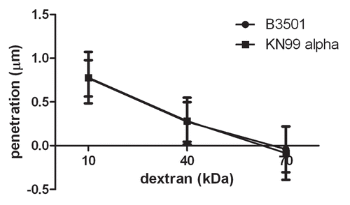 Figure 4 Capsules from B3501 and KN99α had similar permeability to dextran. A dextran penetration assay was performed using tetramethylrhodamine-labeled dextran of molecular weights 10, 40 and 70 kDa. The penetration of dextrans into the capsule was similar for both strains.