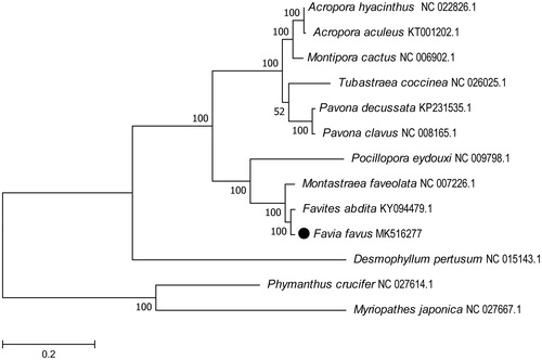 Figure 1. Molecular phylogeny of Favia favus and related species in Hexacorallia based on complete mitogenome. The complete mitogenomes are downloaded from GenBank and the phylogenetic tree is constructed by maximum-likelihood method with 500 bootstrap replicates. The gene’s accession number for tree construction is listed behind the species name.