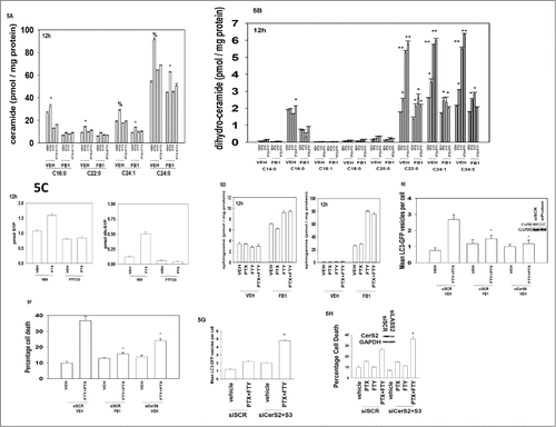 Figure 5. Dihydro-ceramide generation plays a central role in the toxicity of FTY720 and pemetrexed. (A-D) BT474 cells were incubated with vehicle or the ceramide synthase inhibitor fumonisin B1 (FB1, 25 μM) as indicated. Cells were then treated with Vehicle (VEH), pemetrexed (PTX, 0.5 μM) FTY720 (FTY, 0.25 μM) or the drugs in combination, as indicated. Cells were isolated after 12h and the levels of ceramides, dihydro-ceramides and other sphingolipids under each condition determined by mass spectrometry (n = 2, 6 independent samples total +/− SEM). *P < 0.05 greater than corresponding value in VEH cells; **P < 0.05 greater than corresponding value in pemetrexed treated cells; % p < 0.05 greater increase over vehicle than in corresponding value in cells treated with FB1. (E) BT474 were transfected with a plasmid to express LC3-GFP-RFP and in parallel transfected with scrambled siRNA control molecule (siSCR) or an siRNA molecule to knock down expression of CerS6 / LASS6 (ceramide synthase 6). Twenty four h after transfection cells were treated with the ceramide synthase inhibitor fumonisin B1 (FB1, 25 μM) then Vehicle (VEH) or with pemetrexed (PTX, 0.5 μM) and FTY720 (FTY, 0.25 μM) in combination. Cells were microscopically examined after 6h and the number of GFP+ and RFP+ intense staining punctae counted (n = 3 +/− SEM). *P < 0.05 less than corresponding value in siSCR+VEH cells. (F) BT474 were transfected with a scrambled siRNA control molecule (siSCR) or an siRNA molecule to knock down expression of CerS6 / LASS6 (ceramide synthase 6). Twenty four h after transfection cells were treated the ceramide synthase inhibitor fumonisin B1 (FB1, 25 μM) then with Vehicle (VEH) or with pemetrexed (PTX, 0.5 μM) and FTY720 (FTY, 0.25 μM) in combination. Twenty four h after drug treatment cells were isolated and viability determined by trypan blue exclusion assay (n = 3, +/− SEM). *P < 0.05 less than corresponding value in siSCR+VEH cells. (G) BT474 were transfected with a plasmid to express LC3-GFP and in parallel transfected with scrambled siRNA control molecule (siSCR) or siRNA molecules to knock down expression of CerS2 / LASS2 and CerS3 / LASS3 (ceramide synthases 2 and 3). Twenty four h after transfection cells were treated with Vehicle (VEH) or with pemetrexed (PTX, 0.5 μM) and FTY720 (FTY, 0.25 μM) in combination. Cells were microscopically examined after 6h and the number of GFP+ intense staining punctae counted (n = 3 +/− SEM). * P < 0.05 less than corresponding value in siSCR+VEH cells. (H) BT474 were transfected with a scrambled siRNA control molecule (siSCR) or siRNA molecules to knock down expression of LASS2 and LASS3 (ceramide synthases 2 and 3). Twenty four h after transfection cells were treated with Vehicle (VEH) or with pemetrexed (PTX, 0.5 μM) and FTY720 (FTY, 0.25 μM) in combination. Twenty four h after drug treatment cells were isolated and viability determined by trypan blue exclusion assay (n = 3, +/− SEM). *P < 0.05 less than corresponding value in siSCR+VEH cells.