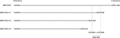 Figure 5. Mapping of MAb 6E4 epitope using truncated variants of MBP-Eno comprising aa 1–698 (MBP-Eno-C1), aa 1–622 (MBP-Eno-C2) and aa 1–543 (MBP-Eno-C3) of β-enolase. The aa sequence recognized by MAb 6E4 indicated by a box (aa 623–698).