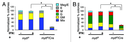 Figure 2. c-myb is required intrinsically for the growth and differentiation of myeloid progenitor CMP and GMP, and precursor CFU-G and CFU-M cells. Hematopoietic colony assays performed using untreated or 16 h interferon (IFN) treated purified (A) CMPs (n = 9) and (B) GMPs (n = 8) from mybf/f/MxCre mice and littermate controls. The number of colonies from the three groups was normalized to the untreated control, which was set to 100%. Legends for (B) are shown in (A). Granulocytic (G), erythroid (E), monocytic (M), megakaryocytic (Meg) and various (Mix) myeloid CFU colonies are shown. Data are expressed as mean ± SEM *, p < 0.001.
