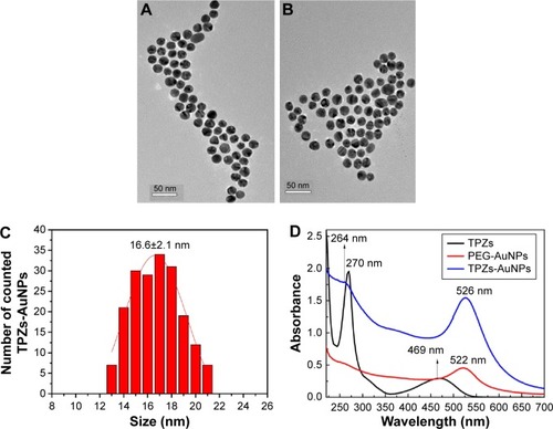 Figure 3 Characterization of gold nanoparticles.Notes: The TEM image of (A) PEG-AuNPs and (B) TPZs-AuNPs. (C) The size distribution of TPZs-AuNPs. (D) The UV-vis spectra of PEG-AuNPs and TPZs-AuNPs in this study.Abbreviations: TEM, transmission electron microscopy; PEG-AuNPs, polyethylene glycol-capped gold nanoparticles; TPZs-AuNPs, thioctyl tirapazamine-modified gold nanoparticles; TPZs, thioctyl tirapazamine; UV-vis, ultraviolet-visible.