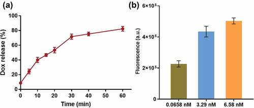 Figure 4. (a) Dox release curve. The concentration of APE1 is 0.0658 nM. (b) Release behavior of AP-Prism-Dox after and 10 min in the presence of APE1 at different concentrations. Error bars represent standard deviations from three measurements.