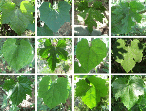 Figure s1 (Colour online) Leaf morphologies of the 12 T. kirilowii accessions. The numbers on the pictures are in accordance with the numbers in the first line of Table 1.