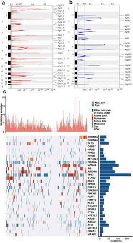 Figure 1. CNVs and mutations analysis of genome loci in BLCA. (a) The significantly amplified fragments (red) in BLCA genome were shown. (b) The significant deleted fragments (blue) in BLCA were shown. The rows are arranged according to the genome loci. (c) Distribution of mutations in 32 genes with significant mutation frequencies on basis of training dataset. Upper bar graph showed the total number of non-synonymous and synonymous mutations of 32 genes in each patient. And right histogram showed the number of clinical samples with mutations in each gene among the 32 genes