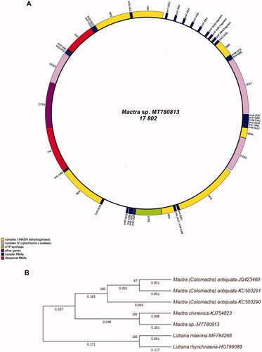 Figure 1. The organization of Mactra sp. MT780813 (Mactridae) mitochondrial genome and the position of the specimen on the gene tree with the nearest relatives. (A) All genes are encoded on the same strand (+). The transfer RNA genes are designated by three-letter amino acid codes. The rRNA subunits, 12S rRNA and 16S rRNA, are shown in this annotation as rRNA-S (rrnS, within a circle) and rRNA-L (rrnL, within a circle), respectively. (B) Original NJ gene tree demonstrating the relationships among the nearest relatives of Mactra sp. (MT780813 sequence), built on the basis of 12 PCGs sequences (no ATP8 identified in our sequence, as implemented in Figure 1(A) and in Supplement) of seven mitochondrial genomes. Numerals at the nodes indicate support values for tree topology based on 1000 replicates of the bootstrap test. Numerals below the branches indicate the composition bias calculated for seven sequences in the analysis. Congruent tree topology was obtained for NJ, ML, and MP-tree reconstructions (not shown).