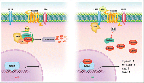 Figure 1. Canonical Wnt signaling pathway. In the absence of signal, action of the destruction complex (CKIα, GSK-3β, APC, Axin) creates a hyperphosphorylated β-catenin, which is a target for ubiqitination and degradation by the proteosome. Binding of Wnt ligand to a Frizzled/LRP-5/6 receptor complex leads to stabilization of hypophosphorylated β-catenin, which interacts with TCF/LEF proteins in the nucleus to activate transcription. In a canonical pathway, CKIα, GSK-3β, APC, and Axin act as negative regulators and all other components act positively. Abbreviations: APC = adenomatous polyposis coli, CK = casein kinase, GSK = glycogen synthase kinase, Fzd = Frizzled-Rezeptor, LRP = low-density-lipoprotein receptor related protein, Tcf/Lef = T cell-specific transcription factor/lymphoid enhancer-binding factor.