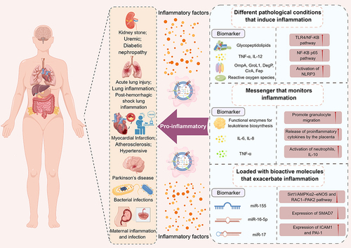 Figure 5 Macrophage-derived exosomes-related biomarkers from recent studies as useful references for the detection of inflammation and its associated diseases. By Figdraw.