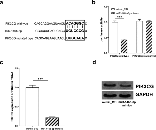 Figure 5. The expression of PIK3CG was inhibited by miR-146b-3p in VSMCs