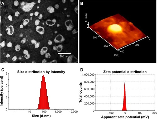 Figure 2 Characterizations of multifunctional targeting epirubicin liposomes.Notes: (A) TEM image of multifunctional targeting epirubicin liposomes, Magnification ×50,000. (B) AFM image of multifunctional targeting epirubicin liposomes, Magnification ×50,000. (C) Particle size of multifunctional targeting epirubicin liposomes, (D) zeta potential of multifunctional targeting epirubicin liposomes, (E) release rate of epirubicin from varying formulations in PBS solution containing 10% mouse plasma, (F) release rate of epirubicin from varying formulations in normal saline, (G) release rate of honokiol from varying formulations in PBS solution containing 10% mouse plasma, (H) release rate of honokiol from varying formulations in normal saline. Data are presented as mean ± SD (n=3).Abbreviations: AFM, atomic force microscope; OCT, octreotide; TEM, transmission electron microscope.