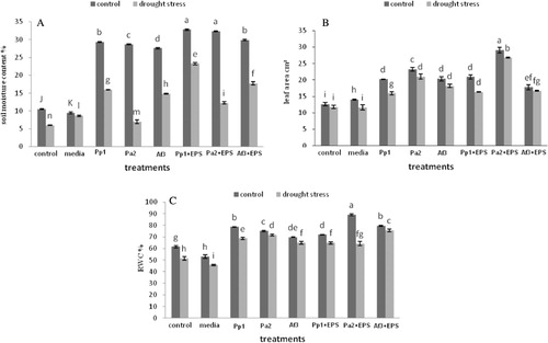 Figure 4. Effect of EPS-producing bacteria, along with their EPS on maize seedlings. (A) Soil moisture content, (B) leaf area, and (C) RWCs. Error bars are mean ± standard deviation, n = 8. (PP1) Proteus penneri, (Pa2) Pseudomonas aeruginosa, and (AF3) Alcaligenes faecalis (PP1 + EPS) Proteus penneri in combination with EPS, (Pa2 + EPS) Pseudomonas aeruginosa in combination with EPS, and (AF3 + EPS) Alcaligenes faecalis in combination with EPS.