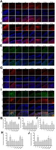 Figure 5 Curcumin suppressed miR-34a, reduced Akt/mTOR signaling, and promoted autophagy in cartilage from rats fed an HFD. Immunofluorescence analysis was performed using Beclin1 (A), LC3B (C), p62 (E), p-Akt (G) and p-mTOR (I) antibody (red), and cell nuclei were counterstained with DAPI (blue) (original magnification, 200×), Scale bars=50μm. The fluorescence intensity of Beclin1 (B), LC3B (D), p62 (F), p-Akt (H) and p-mTOR (J). One-way ANOVA was used to test for statistical significance. Data were expressed as the mean ± SD, N = 7, *p < 0.05, **p < 0.01 versus the C group; ##p < 0.01 versus the H group; &p < 0.05, &&p < 0.01 versus the HL-NC group; ^^ p < 0.01 versus the HH-NC group; $p < 0.05, $$p < 0.01 versus the HL-Ago group.