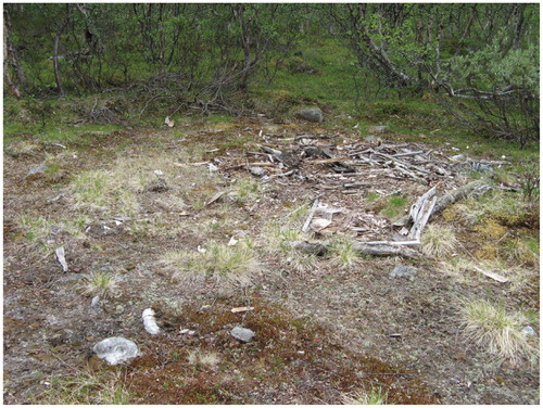 FIGURE 2. Camp site in the mountain birch zone, showing a distinct boundary between the dwarf shrub vegetation of an undisturbed area and the camp site covered mainly by lichens of the Cetraria and Cladonia genera, mosses of the Polytrichum genus, and graminoids such as Deschampsia flexuosa.