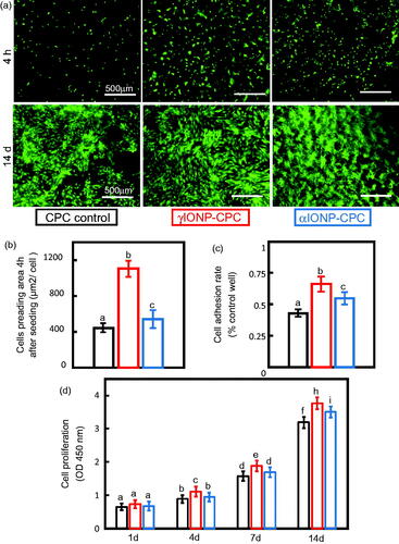 Figure 2. IONP-CPC promoted the adhesion, spreading and proliferation of hDPSCs. (a) Images of live cells stained with Calcein AM (green) at different time points after seeding: 4 h and 14 days. (b) Cell spreading area on the scaffold. (c) Cell adhesion ratio normalized by culture well control. (d) Cell proliferation on the scaffold by CCK-8 (n = 4). Cells on γIONP-CPC were significantly more than CPC control. Cell spreading on γIONP-CPC was significantly greater than that on CPC control. In each plot, bars indicated by different letters are significantly different from each other (p < .05).