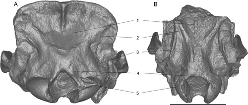 FIGURE 12. Comparison of of 3D surface models of neotype skulls of Chilotherium schlosseri (Weber, Citation1905) (GPIH 3015) (A) and Eochilotherium samium (Weber, Citation1905) (SMF M 3601) (B) from the Upper Miocene of Samos Island (Greece) in posterior view. Abbreviations—1, occipital fossa: deep in C. schlosseri (A) and shallow in E. samium (B); 2, lateral occipital crests: broad and not marked in C. schlosseri (A) and narrow but more pronounced in E. samium (B); 3, outer lateral occipital crests: subtle and rounded in C. schlosseri (A) and more prominent and longer in E. samium (B); 4, dorsal shape of the foramen magnum: dorsal incision in C. schlosseri (A) and rounded dorsal border in E. samium (B); and 5, shape of occipital condyles: wide in C. schlosseri (A) and narrow and high in E. samium (B). Scale bar equals 10 cm.