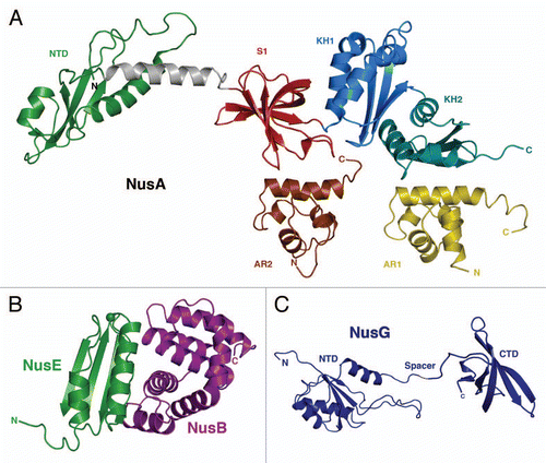 Figure 1 (A) Crystal-Structure of Thermotoga maritima NusA and solution NMR-structures of the two AR-domains of E. coli NusA. The NusA-NTD of T. maritima (green) is linked via a connecting helix (grey) to the central RNA-binding domains S1 (red), KH1 (blue) and KH2 (aquamarine) of NusA (PDB-ID: 1HH2).Citation4 Additionally shown are the solution NMR-structures of AR1 (brown; PDB-ID: 1WCL) and AR2 (yellow; PDB-ID: 1WCH) domains,Citation6 which so far could only been identified within E. coli. (B) Crystal-Structure of the E. coli NusB:NusE complex. NusE (green) and NusB (purple) form a tight complex (PDB-ID: 3D3B).Citation17 The single sphere within NusE denotes Ser46, which replaces the ribosome binding loop 46–67 in the crystallized construct (see details in reference Citation17). (C) Solution NMR-Structure of NusG (NusG-NTD; PDB-ID: 2K06; NusG-CTD; PDB-ID: 2JVV).Citation24