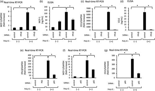 Figure 3. Knockdown of IFN-β decreases the poly IC-induced expression of both MCP-1 and CCL5, and knockdown of p65 decreases the poly IC-induced all of IFN-β, CCL5 and MCP-1 in cultured human GECs. The cells were transfected with siRNA against IFN-β, p65 or a non-silencing negative control siRNA. After 24h incubation, the cells were treated with 30 μg/mL poly IC for an additional 24 h (a–d, f, and g) or 2 h (e). The medium was collected, and RNA was extracted from cells, after which quantitative real-time RT-PCR analysis was performed. Data are shown as the means ± SD (n = 3, *p < 0.01 by t-test).