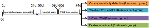 Figure 1 Experimental design. The neonatal maternal separation and restraint stress were conducted respectively during postnatal days 2 to 21 and 50 to 59. From postnatal days 60 to 74, the rats in TXYF group were given TXYF formula. After drug intervention, the rats were arranged for the detection of visceral sensitivity and ex vivo experiment. And the colonic tissues were obtained from the post-intervention rats for real-time PCR, enzyme-linked immunosorbent assay (ELISA), immunohistochemistry (IHC) and transmission electron microscope (TEM) detection.