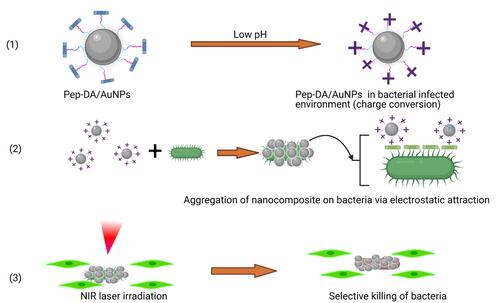 Figure 19 Photothermal bacterial selective killing therapy: (1) The charge conversion of Pep-DA/Au. (2) Bacterial targeting by nanocomposite. (3) Photothermal selective killing of bacteria.