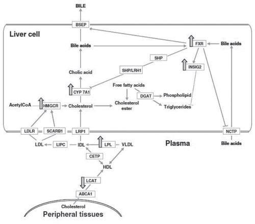 Figure 3. Schematic model showing changes in the expression of genes involved in cholesterol metabolism by an anthocyanin-rich bilberry extract (BBE) in apoE−/− mice. Large arrows indicate up- or down-regulation of genes involved in bile acid synthesis and excretion, which enhances cholesterol elimination in the plasma and the reduction of hepatic lipogenesis. (Reproduced from the original source: Mauray et al., Citation2010.)