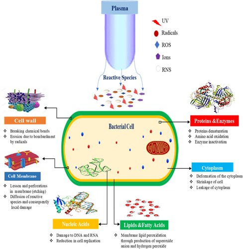 Figure 4. Cold plasma action on the microorganism