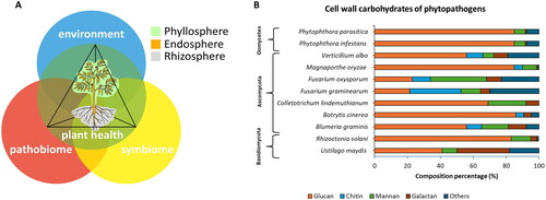 Figure 1. A. Illustration of the classical “Disease Triangle,” incorporating the plant, pathogen, and environment as factors influencing diseases. Recent research on the phytobiome suggests a fourth dimension, encompassing microbes involved in symbiotic relationships. In such a perspective, pathogens and symbionts form complex communities termed pathobiome and symbiome. The plant holobiont (plant and associated microbes) acts on three compartments: phyllosphere (above-ground surface), rhizosphere (region influenced by root secretions), and plant endosphere (internal tissues colonized by the endophytic community). B. Carbohydrate composition of cell walls in two different phyla of plant pathogenic fungi (Ascomycota and Basidiomycota) and Oomycetes. The composition values are presented as weight (%) of the dry cell wall [Citation8, Citation19–27].